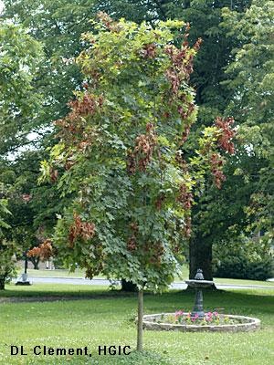 Flagging maple tree damage